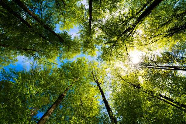 Wald Lichtenfels Renditeobjekt Waldgrundst�ck in K�sten, Lichtenfels